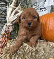 Mary, a female Poodle - Miniature  for sale in West Point, IA – 1 of 10