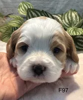 Willow, a female Cavachon for sale in West Point, IA – 3 of 8