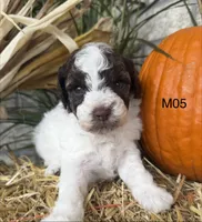 Zeus, a male Poodle - Miniature  for sale in West Point, IA – 8 of 10