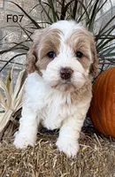 Gracie , a female Cockapoo for sale in West Point, IA – 7 of 10