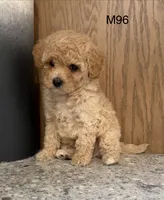 Fran, a male Maltipoo for sale in West Point, IA – 7 of 10