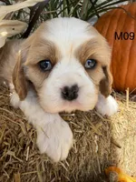 Dawson, a male Cavalier King Charles Spaniel for sale in West Point, IA – 7 of 8