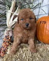 Molly, a female Poodle - Miniature  for sale in West Point, IA – 2 of 10