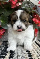 Buddy, a male Bichon Frise and Shih Tzu for sale in West Point, IA – 4 of 10