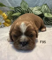 Bella, a female Cavalier King Charles Spaniel for sale in West Point, IA – 4 of 6