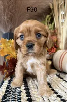 Lulu, a female Cavalier King Charles Spaniel for sale in West Point, IA – 4 of 10