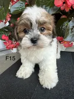 Nina, a female Maltipoo for sale in West Point, IA – 4 of 10