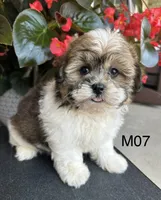 Leo, a male Maltipoo for sale in West Point, IA – 4 of 10