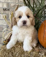 Toby, a male Cockapoo for sale in West Point, IA – 10 of 10