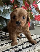 Zane , a male Cavapoo for sale in West Point, IA – 7 of 10