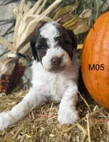 Zeus, a male Poodle - Miniature  for sale in West Point, IA – 3 of 10