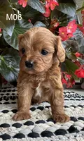 Zane , a male Cavapoo for sale in West Point, IA – 8 of 10
