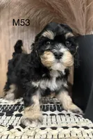 Duke, a male Cavalier King Charles Spaniel for sale in West Point, IA – Photo 1 of 10