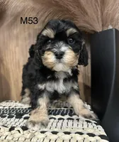 Duke, a male Cavalier King Charles Spaniel for sale in West Point, IA – Photo 5 of 10