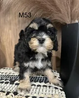 Duke, a male Cavalier King Charles Spaniel for sale in West Point, IA – Photo 6 of 10