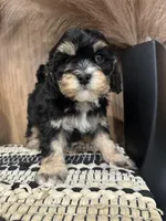 Duke, a male Cavalier King Charles Spaniel for sale in West Point, IA – Photo 10 of 10