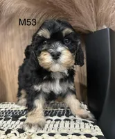 Duke, a male Cavalier King Charles Spaniel for sale in West Point, IA – Photo 7 of 10