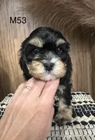 Duke, a male Cavalier King Charles Spaniel for sale in West Point, IA – Photo 4 of 10