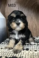 Duke, a male Cavalier King Charles Spaniel for sale in West Point, IA – Photo 8 of 10