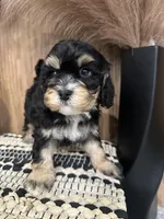 Duke, a male Cavalier King Charles Spaniel for sale in West Point, IA – Photo 9 of 10