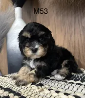 Duke, a male Cavalier King Charles Spaniel for sale in West Point, IA – Photo 3 of 10