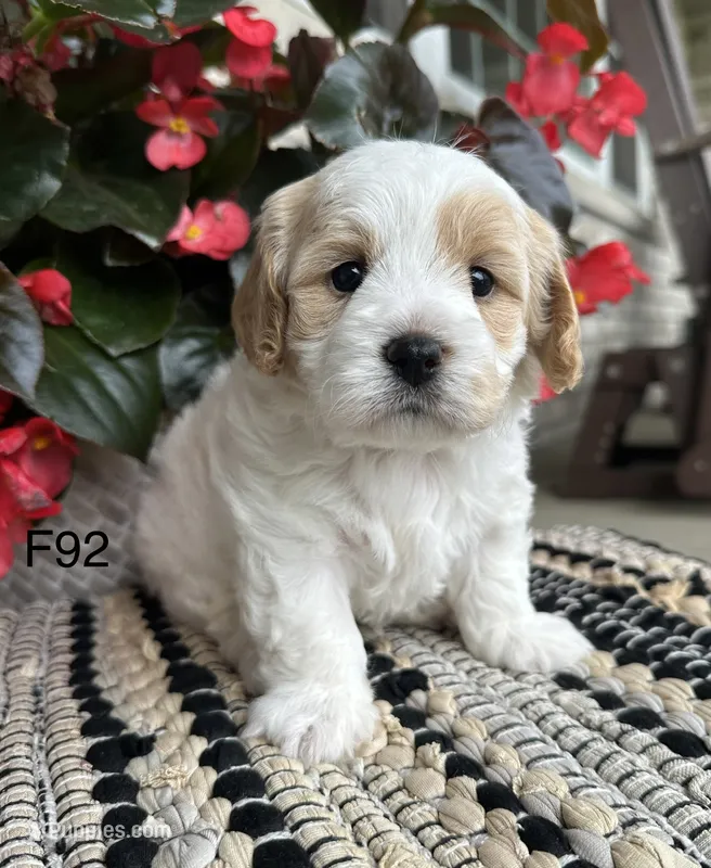 Bailey  – Cavachon puppy for sale in West Point, IA