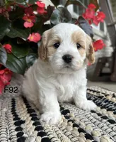 Bailey , a female Cavachon for sale in West Point, IA – 1 of 9