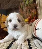 Hunter, a male Cockapoo for sale in West Point, IA – 3 of 9