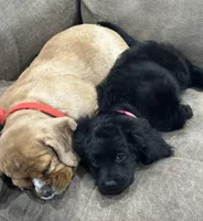 Nova, a female Cavapoo for sale in West Point, IA – Photo 2 of 10