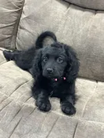 Nova, a female Cavapoo for sale in West Point, IA – Photo 3 of 10