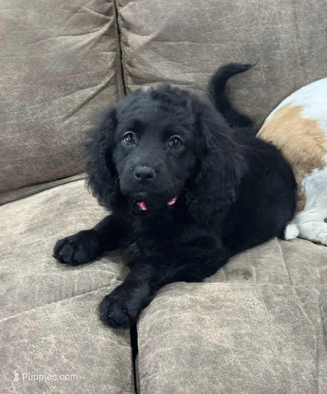 Nova – Cavapoo puppy on hold in West Point, IA