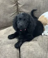 Nova, a female Cavapoo for sale in West Point, IA – Photo 4 of 10