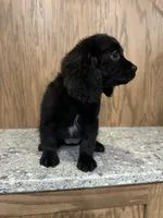 Nova, a female Cavapoo for sale in West Point, IA – Photo 8 of 10