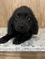 Nova, a female Cavapoo for sale in West Point, IA – Photo 10 of 10