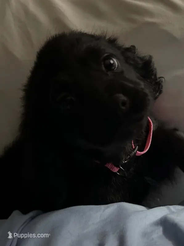 Nova – Cavapoo puppy for sale in West Point, IA