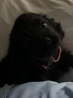 Nova, a female Cavapoo for sale in West Point, IA – Photo 1 of 10