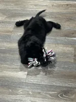 Nova, a female Cavapoo for sale in West Point, IA – Photo 7 of 10