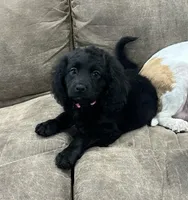 Nova, a female Cavapoo for sale in West Point, IA – Photo 5 of 10