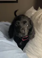 Nova, a female Cavapoo for sale in West Point, IA – Photo 6 of 10