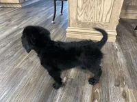 Nova, a female Cavapoo for sale in West Point, IA – Photo 9 of 10