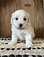 Ben, a male Maltipoo for sale in West Point, IA – Photo 2 of 9