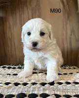 Ben, a male Maltipoo for sale in West Point, IA – Photo 3 of 9
