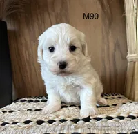 Ben, a male Maltipoo for sale in West Point, IA – Photo 4 of 9