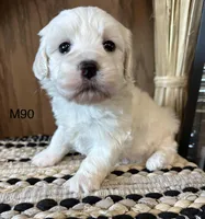 Ben, a male Maltipoo for sale in West Point, IA – Photo 6 of 9
