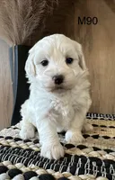 Ben, a male Maltipoo for sale in West Point, IA – Photo 8 of 9