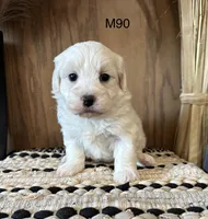 Ben, a male Maltipoo for sale in West Point, IA – Photo 5 of 9