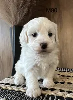Ben, a male Maltipoo for sale in West Point, IA – Photo 7 of 9