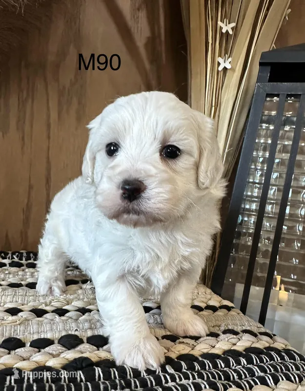 Ben – Maltipoo puppy for sale in West Point, IA