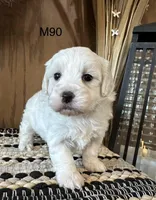 Ben, a male Maltipoo for sale in West Point, IA – Photo 1 of 9