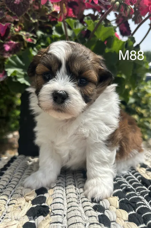 Teddy – Bichon Frise, Shih Tzu puppy for sale in West Point, IA